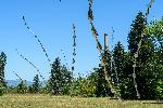 Парк Врана - Инсталацията „Steel grass“ (Стоманена трева)