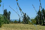Парк Врана - Инсталацията „Steel grass“ (Стоманена трева)