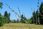 Парк Врана - Инсталацията „Steel grass“ (Стоманена трева)