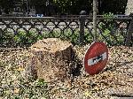 Плевен - Премахване на опасни тополи