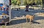 Плевен - Бездомни животни по улиците