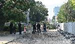 София-изсичане на дървета по Опълченска