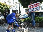 София - Граждански протест -Столична община- защита на бездомните животни
