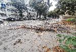 Варна - Паднали дървета и клони с.ед бурята