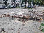 Варна - Паднали дървета и клони с.ед бурята
