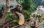 Варна - Паднали дървета и клони с.ед бурята