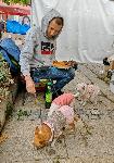 За 19 път Севлиево е под владение на 'Фестивал на тиквата'