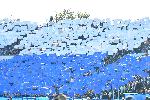 София - Футбол - Левски - ЦСКА