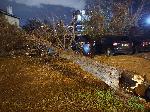 СОФИЯ - Злополука - паднало дърво на паркинг