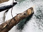 София - паднало дърво върху автомобил