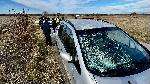 Лек автомобил  удари отвързан кон на входа на хасковското село Войводово