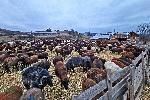 Велинград - фермери - протести заради предполагаема чума по овцете