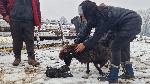Велинград - фермери - протести заради чума по овцете