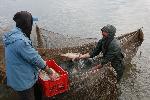 Ямбол - Производители на сладководна риба