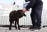 Варна -  Агнето Мишо  подарък заради започнат ремонт
