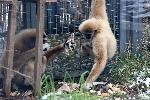 Животните в зоопарка в София получиха коледни подаръци