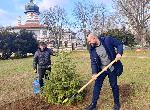 Плевен - Засаждане на коледни дръвчета