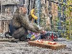 София - Зоопарк - маймуната Алф и хипопотамчето Лоти