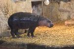 София - Зоопарк - маймуната Алф и хипопотамчето Лоти