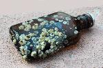 Бургас - морски сувенир - бутилка украинска водка