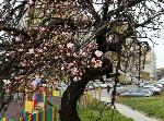 Варна - Първи цъфнали дървета
