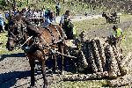 Село Бисер, Харманли – Кушии за Тодоровден