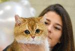 Варна е домакин на Световна изложба на котки