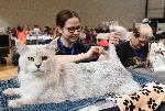 Варна  - Световна изложба на котки