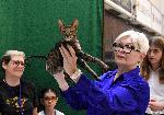 Варна  - Световна изложба на котки