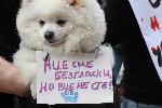 Перник - протест срещу изтезаването на животни