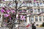 Варна  - Първа пролет-цъфнали магнолии