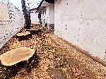 50 годишни дървета бяха отсечени от община Видин в района на пазара