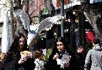 Варненските гларуси се превърнаха в пернати крадци