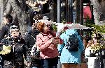Варна  - Гларуси отмъква храна