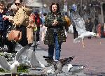 Варна  - Гларуси отмъква храна
