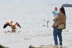 Розов пеликан се появи в района на "Топлата вода" на Офицерския плаж във Варна