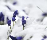 Разград - Исперих - пролетен сняг