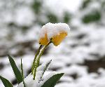 Разград - Исперих - пролетен сняг