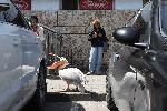 Варна  - Пеликана Стойчо обитава морската гара