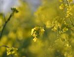 Разград - полета с рапица