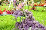 Бургас - Пролетно изложение Флора