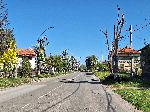 В Козлодуй кастрят дърветата безразборно