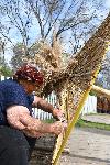 Варна  -Плетачи на плажни чадъри от тръстика /камъш/