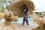 Варна  -Плетачи на плажни чадъри от тръстика /камъш/