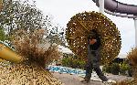 Варна  -Плетачи на плажни чадъри от тръстика /камъш/