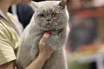София - Международна изложба на котки