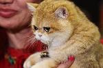 София - Международна изложба на котки