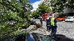 Хасково - Затиснат автомобил от паднало дърво