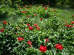 Кубрат - село Беловец - находище на диви божури