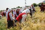 Жътвената кампания в Ямболско започна